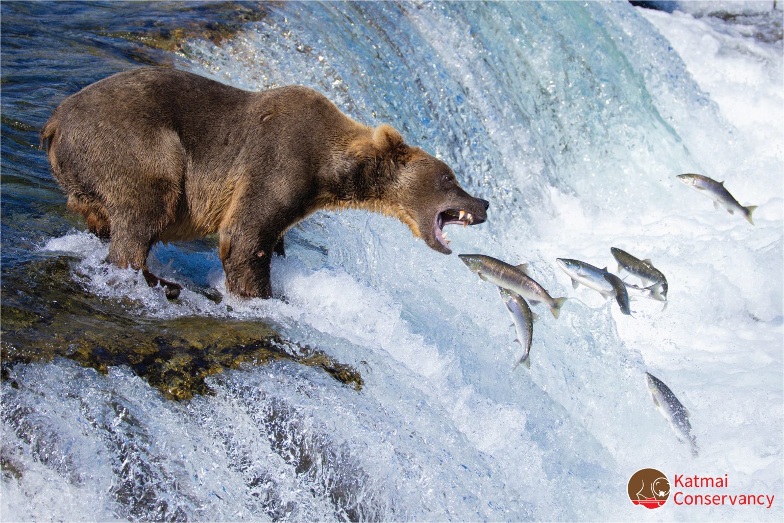 Fat Bear Week Returns for 10th Anniversary at Katmai National Park